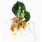 Body Oils